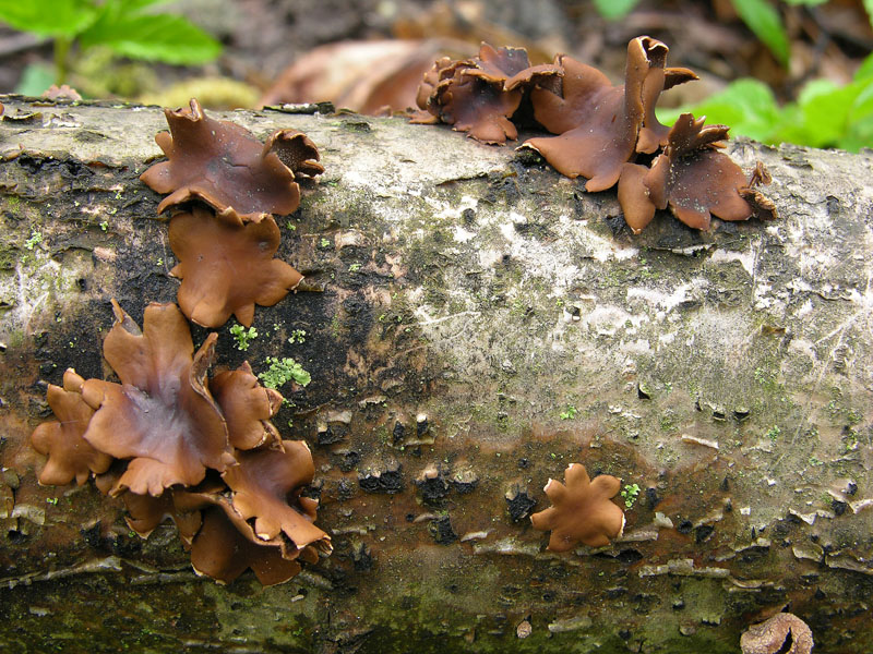 Durante la tregua.....